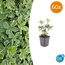 Buitenplant 60x Pachysandra term. 'Variegata' - Pot Ø 9cm Hoogte ↕ 10-25cm