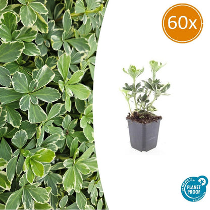 Buitenplant 60x Pachysandra term. 'Variegata' - Pot Ø 9cm Hoogte ↕ 10-25cm