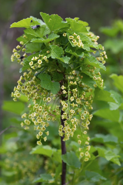 Buitenplant - Ribes nigrum 'Ben Nevis' - Zwarte bes - Pot Ø 13cm Hoogte ↕ 45cm