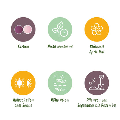 Buitenplant - Tulp Macron mix - Bloeiend - 12 bollen Bolmaat 11/12