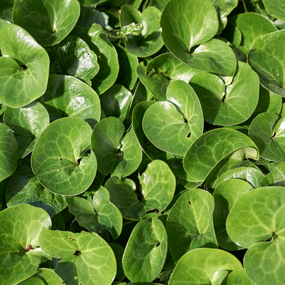 Buitenplant 48x Asarum europaeum - Pot Ø 9cm Hoogte ↕ 10-25cm