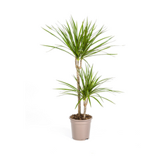 Kamerplant - Dracaena Marginata Green - Pot Ø 19cm Hoogte ↕ 70-90cm