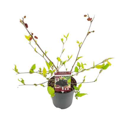 Buitenplant - Morus mat. 'Mojo Berrie' - Pot Ø 13cm Hoogte ↕ 10cm
