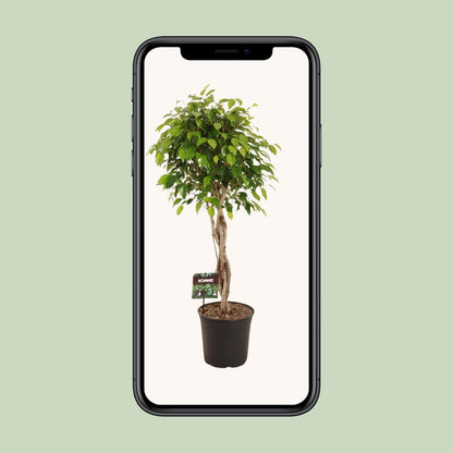 XL kamerplant - Ficus Benjamina Exotica - Pot Ø 27cm Hoogte ↕ 120cm