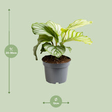 Kamerplant - Calathea Orbifolia - Pot Ø 12cm Hoogte ↕ 25cm