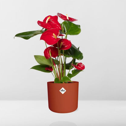 Kamerplant - Anthurium Red - Pot Ø 12cm