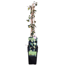 Buitenplant - Hedera helix 'Goldheart' - Pot Ø 15cm Hoogte ↕ 65cm