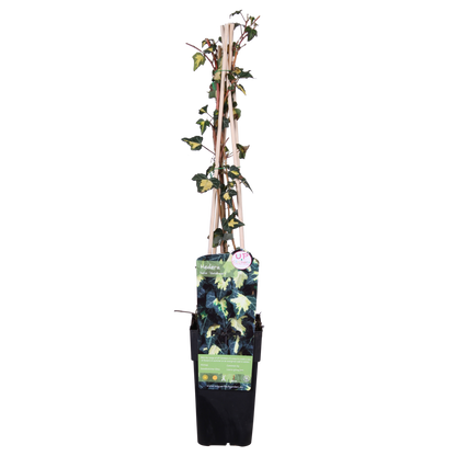 Buitenplant - Hedera helix 'Goldheart' - Pot Ø 15cm Hoogte ↕ 65cm