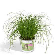 Kamerplant - Cyperus Alternifolius - Kattengras - Pot Ø 12cm Hoogte ↕ 20cm