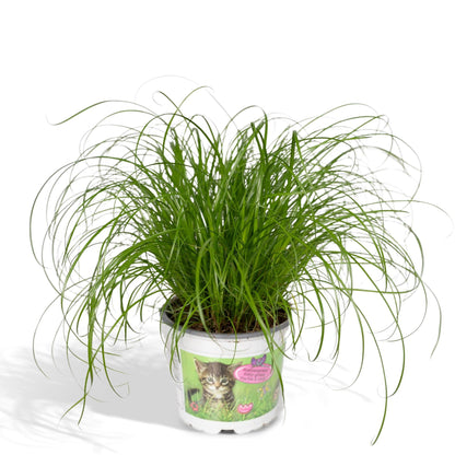 Kamerplant - Cyperus Alternifolius - Kattengras - Pot Ø 12cm Hoogte ↕ 20cm