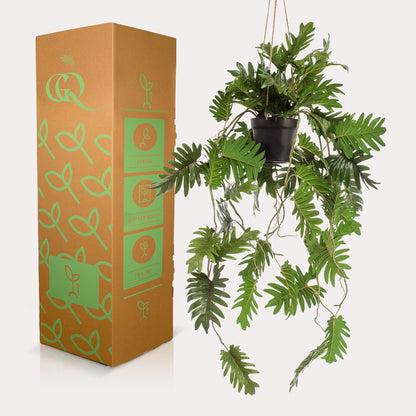 Kunstplant - Philodendron Klimmende boomliefhebber - Hoogte ↕ 80cm