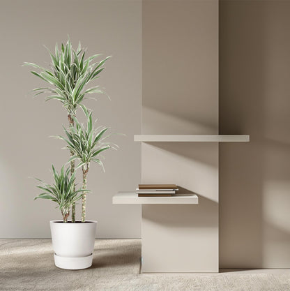 Kamerplant - Dracaena White Stripe - Pot Ø 24cm Hoogte ↕ 150cm