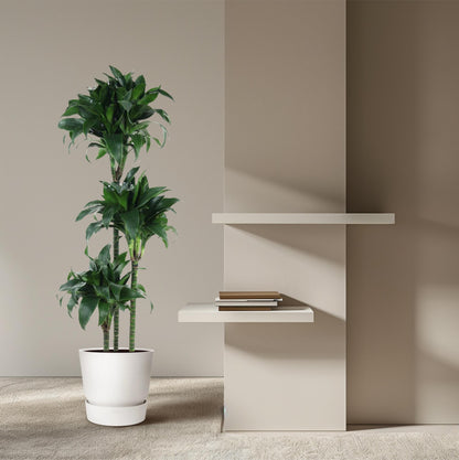 Kamerplant - Dracaena Tatuade - Pot Ø 24cm Hoogte ↕ 140cm