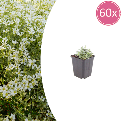 Buitenplant 60x Cerastium tomentosum - Bloeiend - Pot Ø 9cm Hoogte ↕ 10-25cm