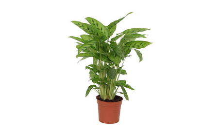 Kamerplant - Calathea Leopardina - Pot Ø 12cm Hoogte ↕ 35cm