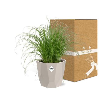 Kamerplant - Cyperus Alternifolius 'Zumula' - Pot Ø 14cm