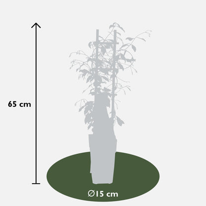 Buitenplant - Trachelospermum 'Star of Venice' - Toscaanse Jasmijn - Pot Ø 15cm Hoogte ↕ 65cm