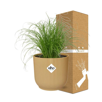 Kamerplant - Cyperus Alternifolius Zumula - Pot Ø 14cm