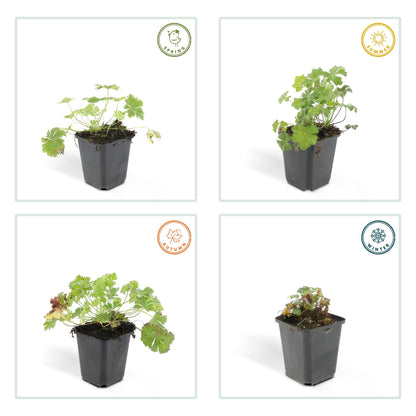 Buitenplant 60x Geranium cant. 'Biokovo' - Bloeiend - Pot Ø 9cm Hoogte ↕ 10-25cm