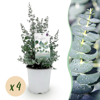 Buitenplant 4x Eucalyptus gunnii - Winterhard - Pot Ø 17cm Hoogte ↕ 40cm