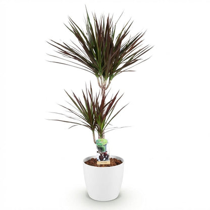 Kamerplant - Dracaena Magenta - Drakenbloedboom - Pot Ø 21cm Hoogte ↕ 90-100cm