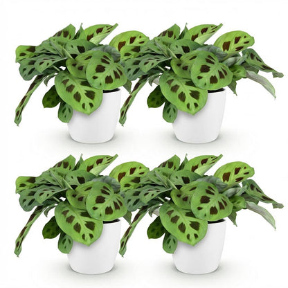 Kamerplant 4x Maranta mix - Zebraplant - Pot Ø 12cm Hoogte ↕ 25cm