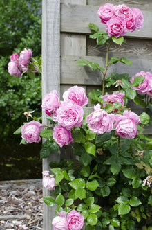 Buitenplant 3x Rosa Crazy in love 'Pink' - Bloeiend - Pot Ø 15cm Hoogte ↕ 65cm