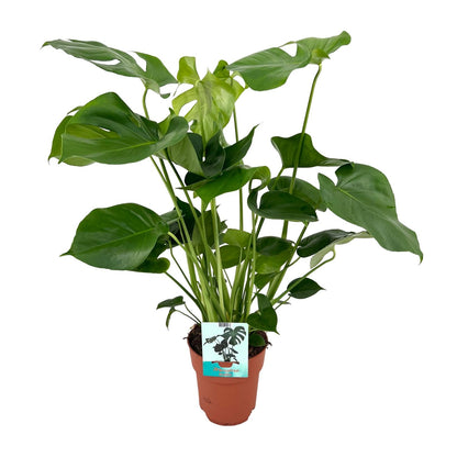 Kamerplant - Monstera Deliciosa - Pot Ø 19cm Hoogte ↕ 60cm