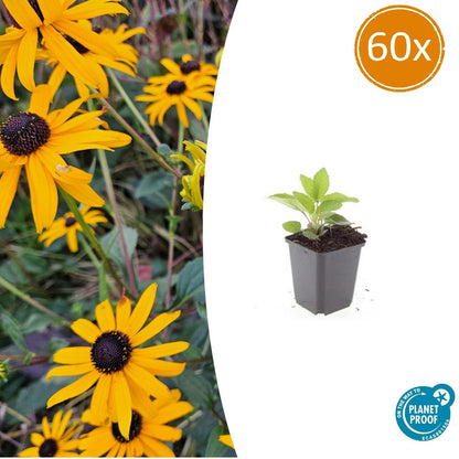 Buitenplant 60x Rudbeckia fulgida 'Goldsturm' - Bloeiend - Pot Ø 9cm Hoogte ↕ 10-25cm