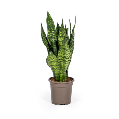 Kamerplant - Sansevieria Trifasciata Zeylanica Compacta - Pot Ø 17cm Hoogte ↕ 55-65cm