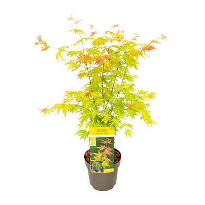 Buitenplant - Acer palmatum 'Orange Dream' - Pot Ø 19cm Hoogte ↕ 50cm