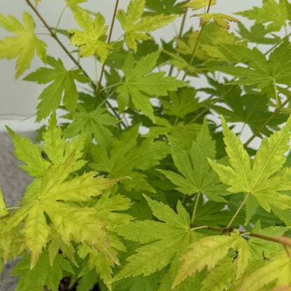 Buitenplant 3x Acer palmatum Orange Dream - Pot Ø 12cm Hoogte ↕ 35cm