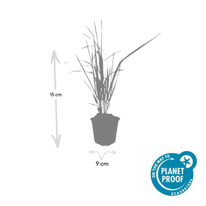 Buitenplant 12x Calamagrostis acut. 'Karl Foerster' - Pot Ø 9cm Hoogte ↕ 10-25cm