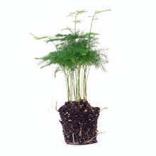 Kamerplant - Asparagus Setaceus Plumosus - Sierasperge - Potmaat 6
