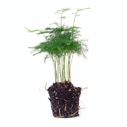 Kamerplant - Asparagus Setaceus Plumosus - Sierasperge - Potmaat 6