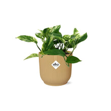 Kamerplant - Scindapsus Marble Queen - Pot Ø 14cm