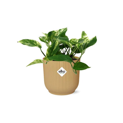 Kamerplant - Scindapsus Marble Queen - Pot Ø 14cm