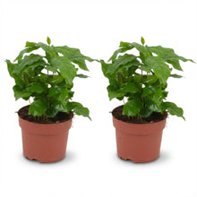 Kamerplant 2x Coffea Arabica Koffieplant - Pot Ø 12cm Hoogte ↕ 25cm