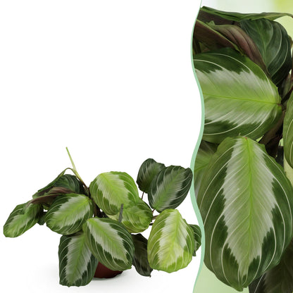 Green boutiQ - Kamerplant - Maranta Fascinator Silverband - Gebedsplant - Huisdiervriendelijke Plant - Groen - 1 Plant - Pot 12cm - Hoogte 25cm