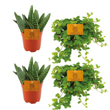Kamerplant 4x Mix - 2x Aloe Paradisicum + 2x Peperomia Rotundifolia - Pot Ø 10.5cm Hoogte ↕ 10cm
