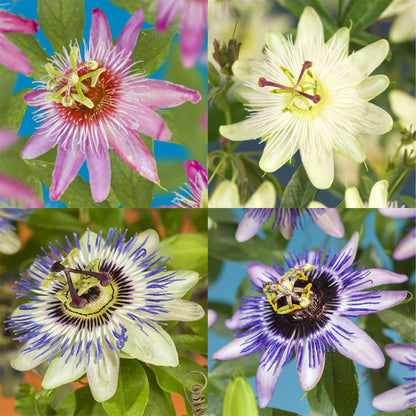 Buitenplant 4x Passiflora 'Rainbow' - Bloeiend - Pot Ø 11cm Hoogte ↕ 40cm