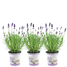Buitenplant 3x Lavandula angustifolia Felice® in Lavendelprint sierpot - Bloeiend - Pot Ø 13cm