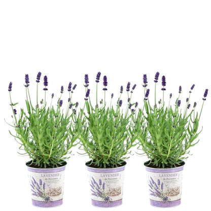 Buitenplant 3x Lavandula angustifolia Felice® in Lavendelprint sierpot - Bloeiend - Pot Ø 13cm