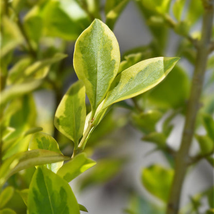 Buitenplant 8x Ligustrum ovalifolium Aureum - Groenblijvend - Pot Ø 9cm Hoogte ↕ 35-40cm