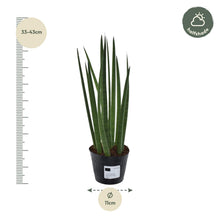 Kamerplant - Sansevieria cylindrica 'Bacularis' Mikado - Pot Ø 10.5cm Hoogte ↕ 38cm