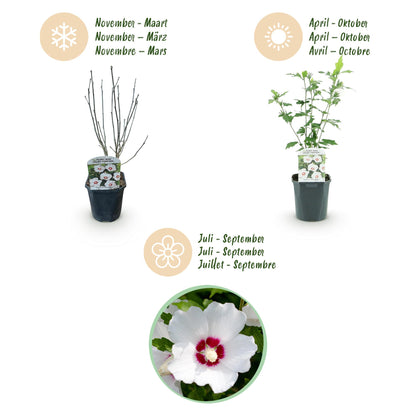 Buitenplant - Hibiscus syriacus 'Red Heart' - Wit met Rood Hart - Pot Ø 17cm Hoogte ↕ 45cm