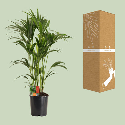 XL plant Howea Forsteriana - Kentiapalm - Pot Ø 24cm Hoogte ↕ 120cm