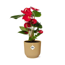 Kamerplant - Anthurium Red - Pot Ø 14cm