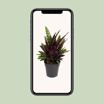 Kamerplant - Calathea Lancifolia - Pot Ø 27cm Hoogte ↕ 70cm