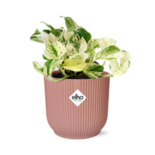 Kamerplant - Epipremnum Pinnatum Happy Leaf - Pot Ø 14cm